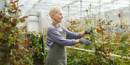 fleuriste coupant coupant des roses