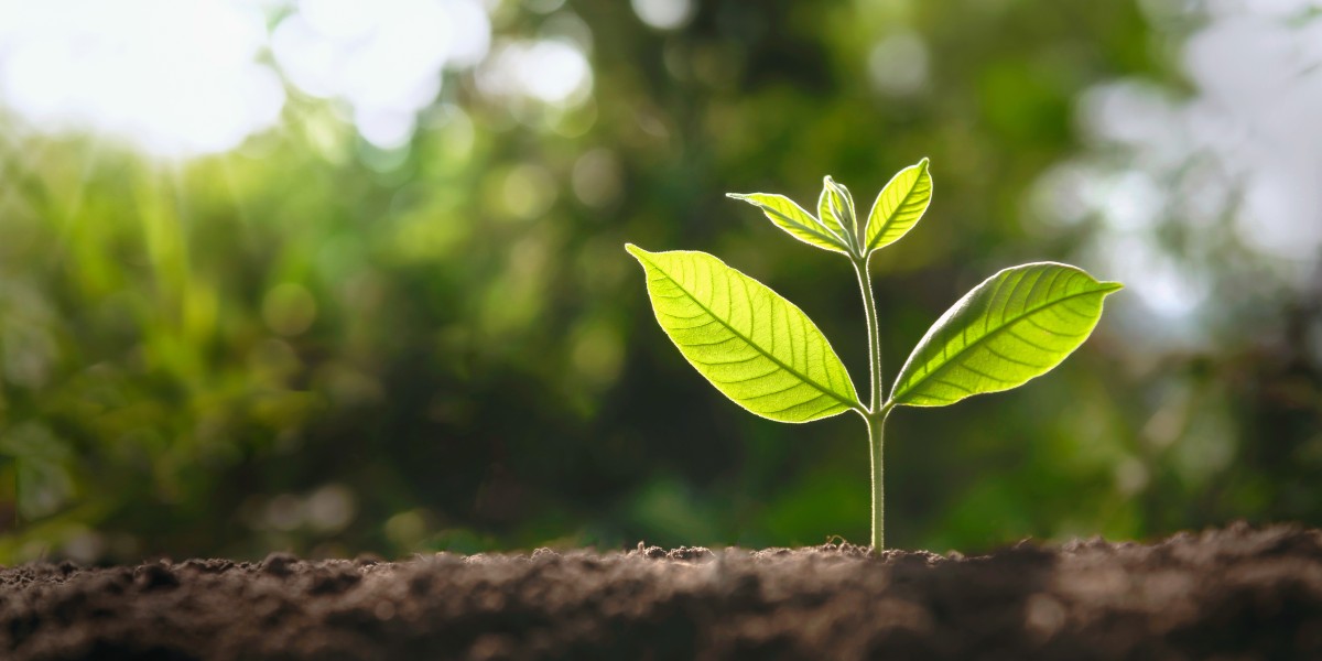 Une plante qui pousse