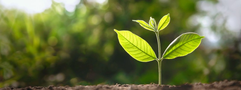 Une plante qui pousse