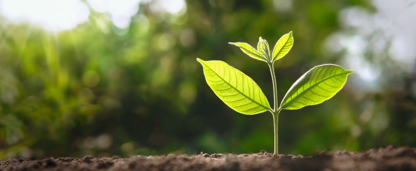 Une plante qui pousse